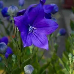 Il Giardino Degli Angeli Bed & Breakfast