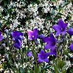 Il Giardino Degli Angeli *