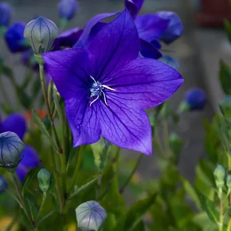 Il Giardino Degli Angeli Bed & Breakfast