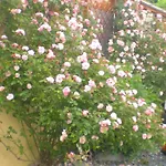 Il Giardino Degli Angeli *