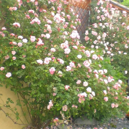 Il Giardino Degli Angeli *