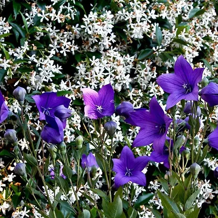 Il Giardino Degli Angeli *