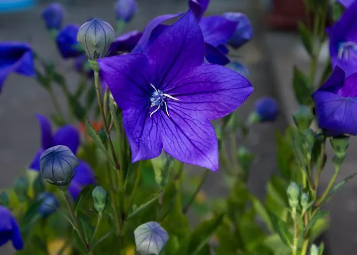 Il Giardino Degli Angeli Bed & Breakfast