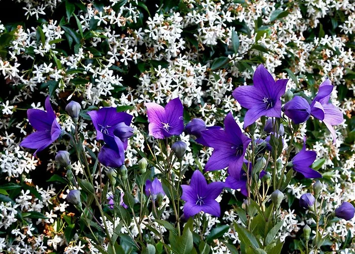 Il Giardino Degli Angeli *